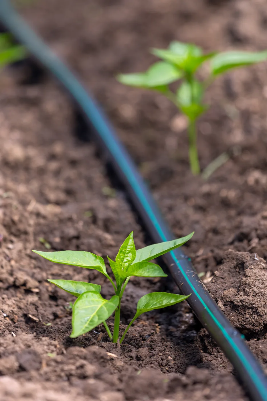 Plantation à Saint-Amand-les-Eaux — Arbor'Huon